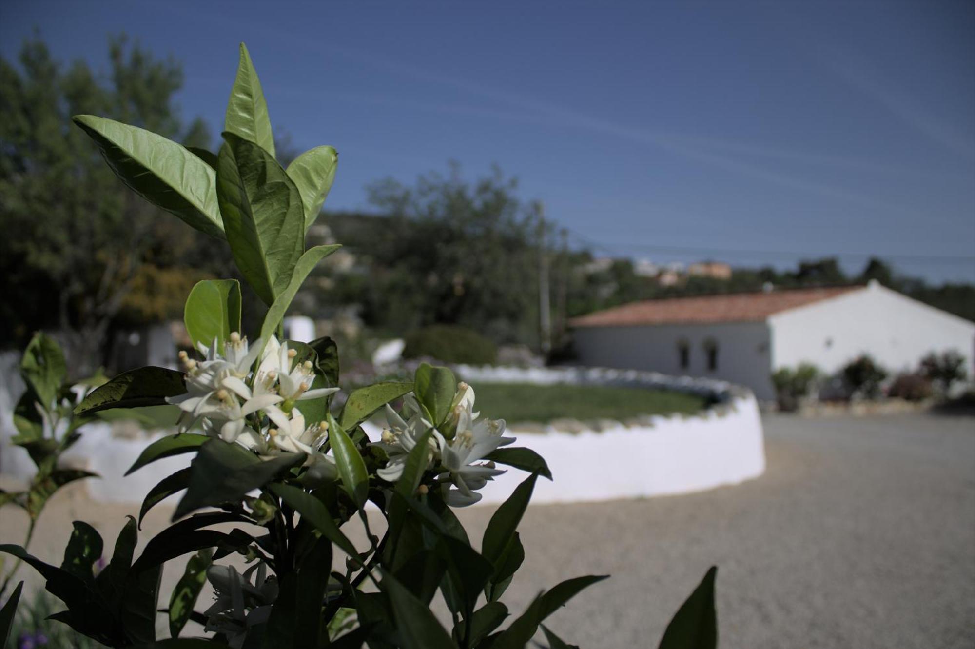 Cosy Farmhouse Quinta Da Eira 140 Years Old Loulé Dış mekan fotoğraf